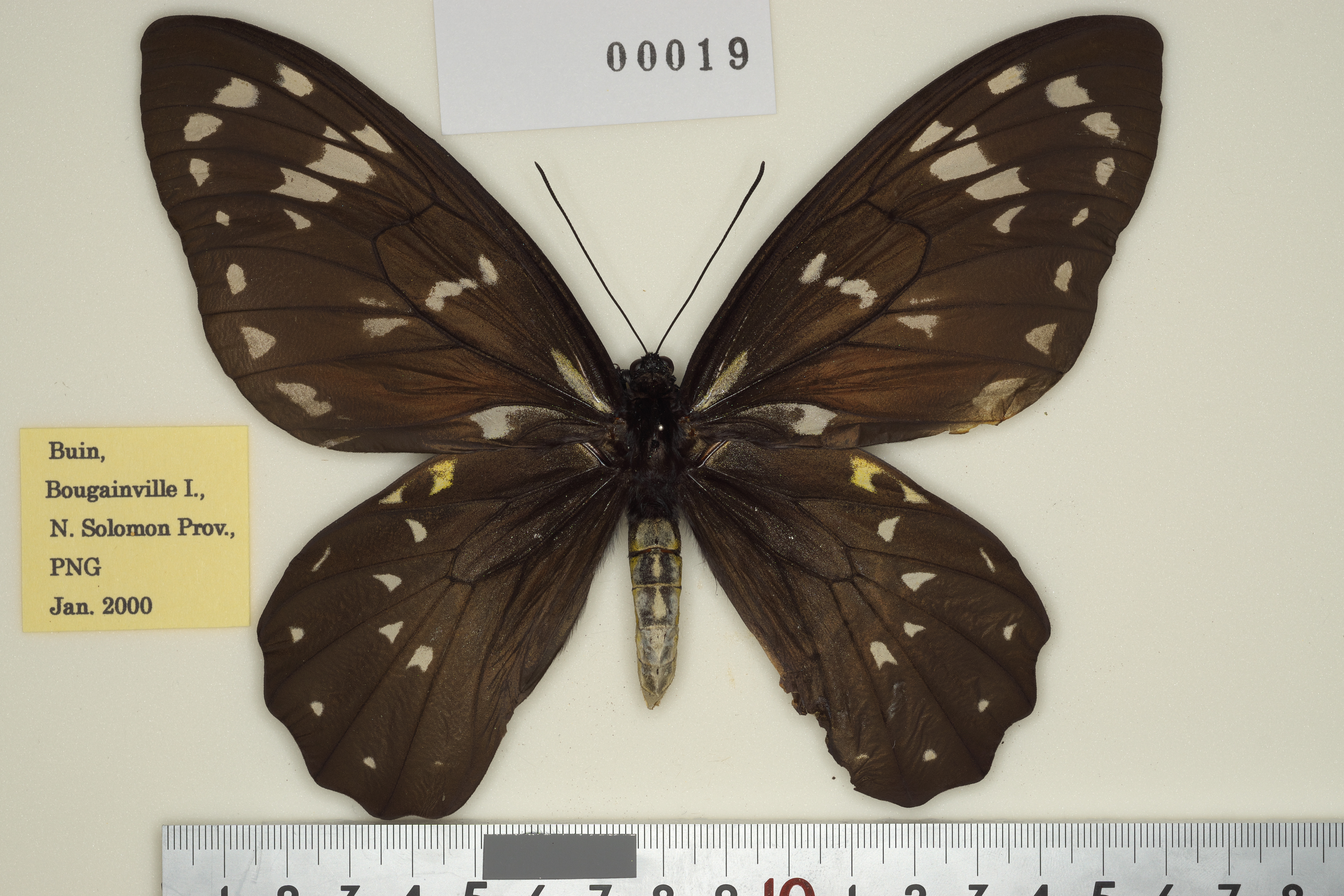 002-00019 | トリバネアゲハデジタル大図鑑（大屋崇コレクション）